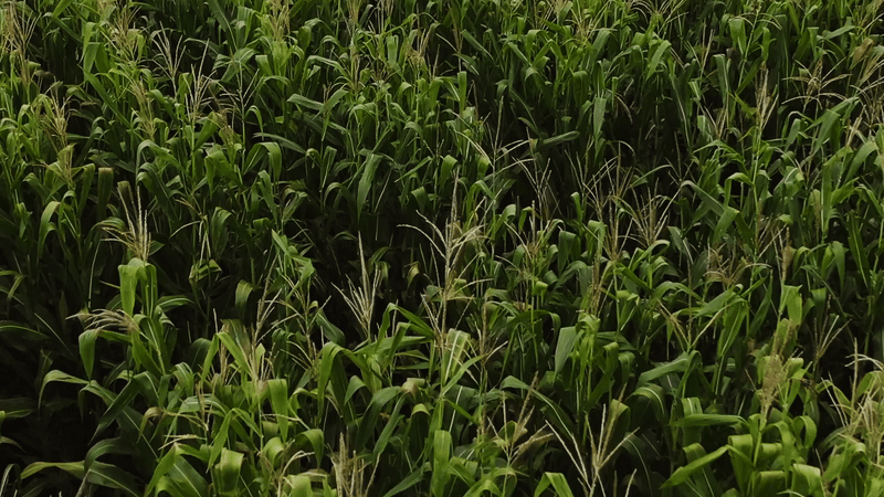 Maize Image
