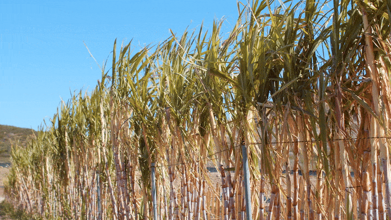 Sugarcane Image